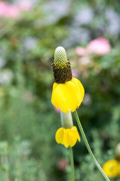 Beautiful prairie coneflower (Ratibida columnifera).