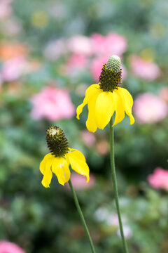 Beautiful prairie coneflower (Ratibida columnifera).