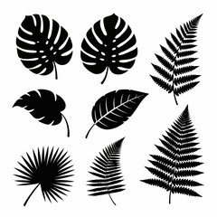 Black Silhouette Collection of Tropical Leaves and Ferns: Monstera, Palm, and Exotic Jungle Foliage Elements Isolated on White. © Nadhirotul