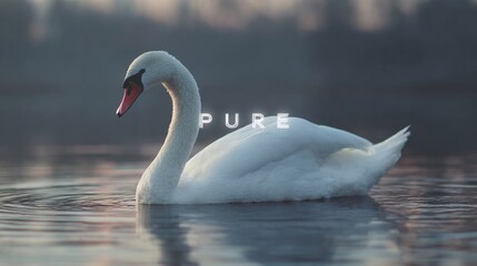 Obraz premium A serene white swan gliding gracefully on calm waters, embodying purity and tranquility in a soft, ethereal light.