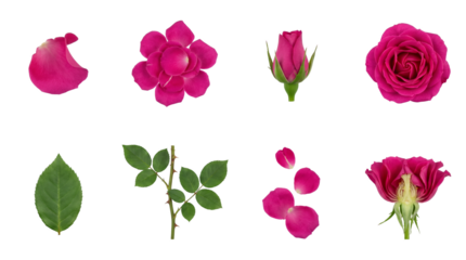 Pink rose flower set including bud, full bloom, petals, leaf, thorny stem, and cross section isolated. Botanical design elements.