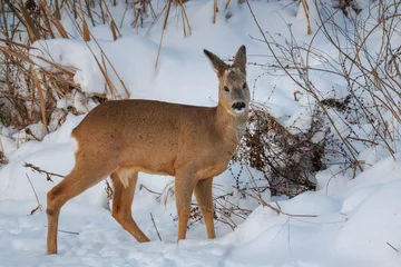 Selbstklebende Fototapeten Rehe A young male roe deer standing in the snow, gazing toward the camera on a sunny winter evening.  © Mariia