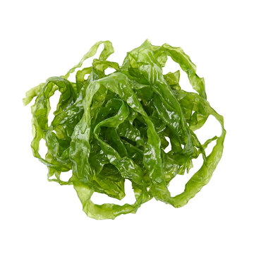 Ulva intestinalis seaweed with bright green, tubular, ribbon-like fronds forming tangled coils, smooth glossy surface, a common green algae species found in coastal and intertidal marine habitats.