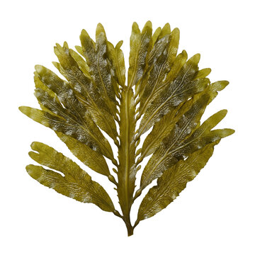 Ecklonia cava seaweed featuring broad, leathery brown fronds with a central midrib and smooth, glossy texture, a large kelp species common in temperate coastal waters.