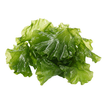 Ulva lactuca seaweed with bright green, thin, lettuce-like blades and smooth, translucent texture, commonly known as sea lettuce, a fresh edible green algae from coastal marine environments.