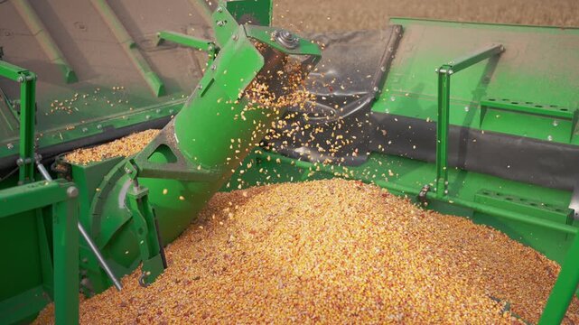 Agricultural machine unloads fresh corn grain into trailer. Harvesting process concept.