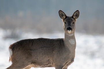 daniele sarny w lesie zimą dzika natura poroże © Colorful Soul