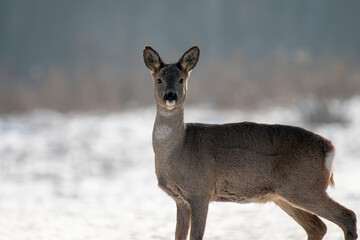 daniele sarny w lesie zimą dzika natura poroże © Colorful Soul