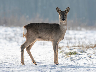 daniele sarny w lesie zimą dzika natura poroże © Colorful Soul