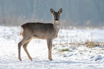 daniele sarny w lesie zimą dzika natura poroże © Colorful Soul