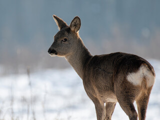daniele sarny w lesie zimą dzika natura poroże © Colorful Soul