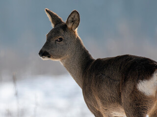 daniele sarny w lesie zimą dzika natura poroże © Colorful Soul