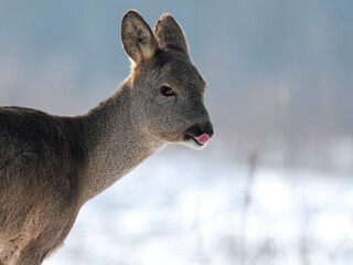 daniele sarny w lesie zimą dzika natura poroże © Colorful Soul