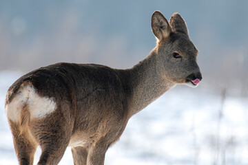 daniele sarny w lesie zimą dzika natura poroże © Colorful Soul