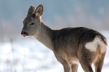 daniele sarny w lesie zimą dzika natura poroże © Colorful Soul