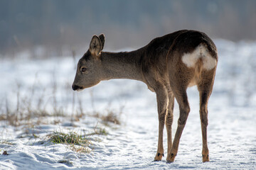 daniele sarny w lesie zimą dzika natura poroże © Colorful Soul