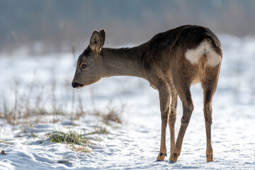 daniele sarny w lesie zimą dzika natura poroże © Colorful Soul