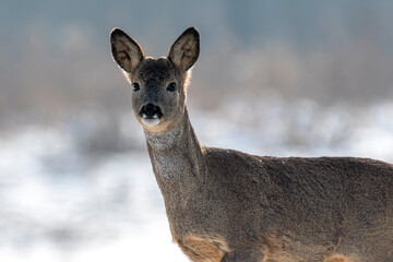 daniele sarny w lesie zimą dzika natura poroże © Colorful Soul