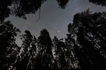 Stunning night sky filled with stars over silhouette of pine forest in Estonia countryside capturing the magical beauty of Nordic nature