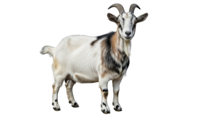 Elegant white and gray goat with curved horns standing against a black background emphasizing its
