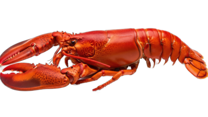 Close-up of a vibrant red lobster with detailed claws and segmented body on a black background
