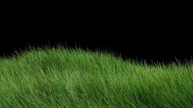 Grass Animation on Black Background 
