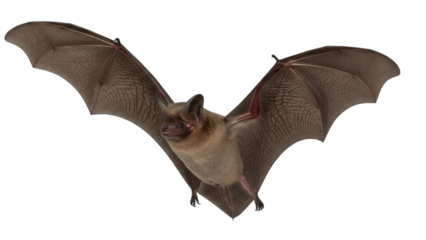 Silhouette of a Bat with Outstretched Wings in a Dark Background emphasizing flight and nocturnal