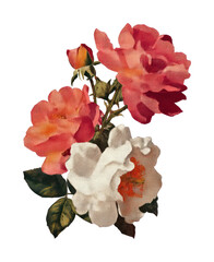 Fototapeta premium PNG Vintage floral illustration art