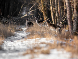 daniele sarny w lesie zimą dzika natura poroże © Colorful Soul