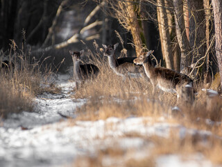 daniele sarny w lesie zimą dzika natura poroże © Colorful Soul
