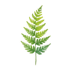 Watercolor Botanical Illustration of Dried Fern Fronds Isolated