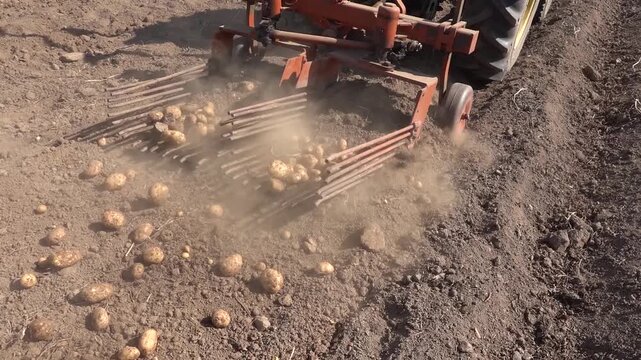 Tractor harvesting potatoes using metal rods to dig them out of the ground in a large agricultural field during harvest season.