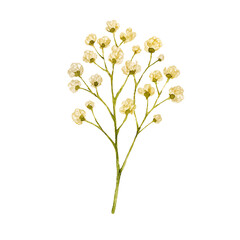 Watercolor Botanical Illustration of Dried Gypsophila Spray Isolated