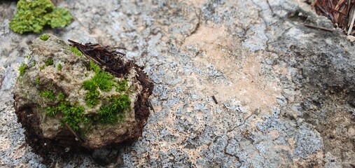 Obraz premium Close-up of green moss growing on a small rock resting on rough stone surface. Natural texture background showing resilience, growth, ecology, and nature detail.
