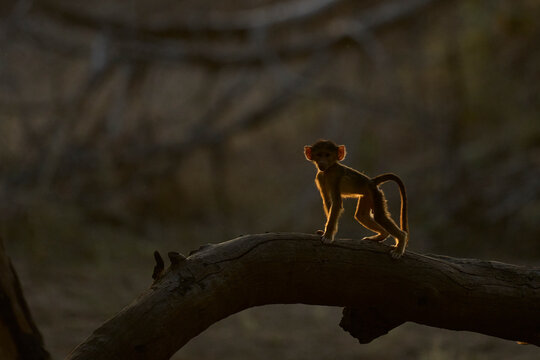 Backlit Yellow Baboons (Papio cynocephalus) amongst trees in South Luangwa National Park, Zambia