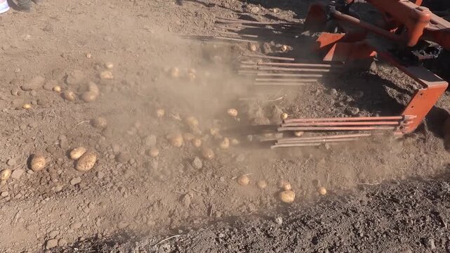 Tractor with metal rods digging up potatoes in a large field during harvest season, leaving rows of unearthed potatoes behind.