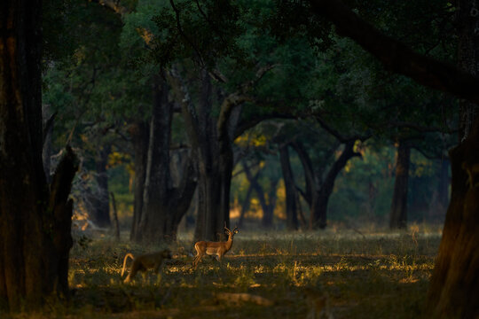 Yellow Baboon (Papio cynocephalus) and Impala backlit amongst trees in South Luangwa National Park, Zambia
