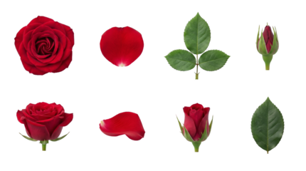 Red rose collection set including blooms, buds, petals, and green leaves isolated. Romantic floral design elements for wedding and valentine decoration.