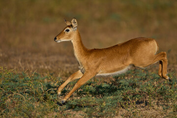 Female Puku (Kobus vardoni) running in South Luangwa National Park, Zambia