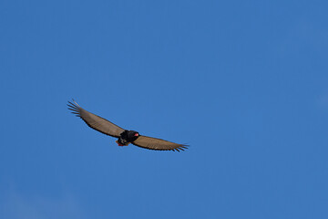 Bateleur eagle (Terathopius ecaudatus) in flight against a blue sky in South Luangwa National Park in. Zambia