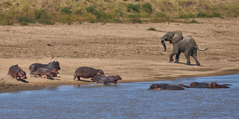 Bull Elephant disturbs a group of Hippopotamus (Hippopotamus amphibius) in the Luangwa River in South Luangwa National Park, Zambia