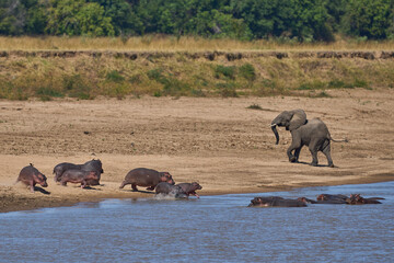 Obraz premium Bull Elephant disturbs a group of Hippopotamus (Hippopotamus amphibius) in the Luangwa River in South Luangwa National Park, Zambia