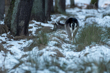 daniele sarny w lesie zimą dzika natura poroże © Colorful Soul