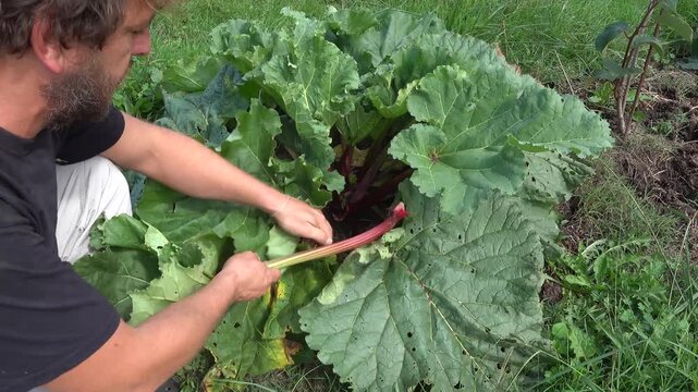 farmer harvests rhubarb for cooking. man with his dog picking fresh rhubarb leaves from the vegetable garden.