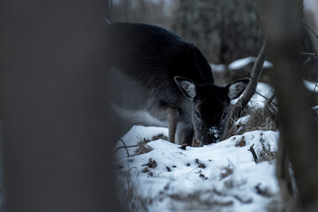 daniele sarny w lesie zimą dzika natura poroże © Colorful Soul