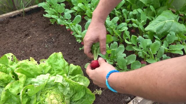 man harvests small red radishes in the vegetable garden. harvesting turnips in fertile soil