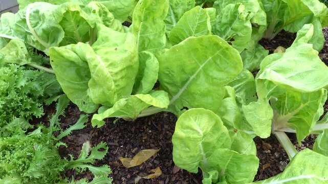 chard cultivation in the vegetable garden. chard for harvesting in fertile soil.