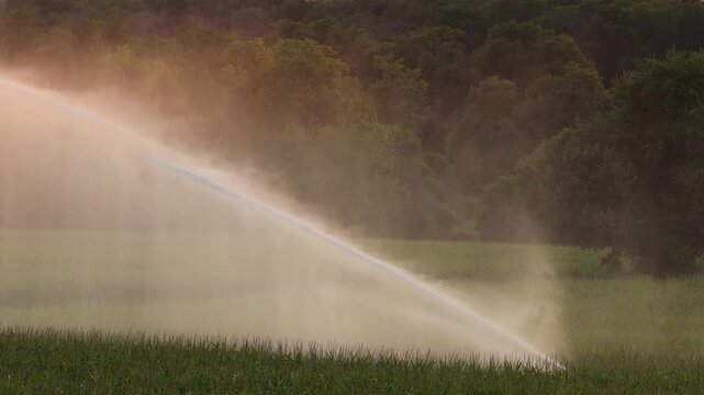 Sprinkler machine in front of the sunset, Corn monoculture in France in a hot summer.
