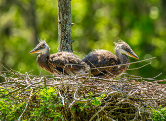 Young Great Blue Herons in their nest in a lowcountry rookery near Charleston, South Carolina.