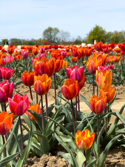 Colorful tulips planted in the field